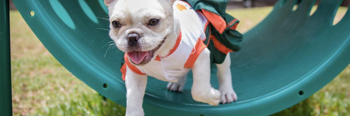 dog-park.jpg