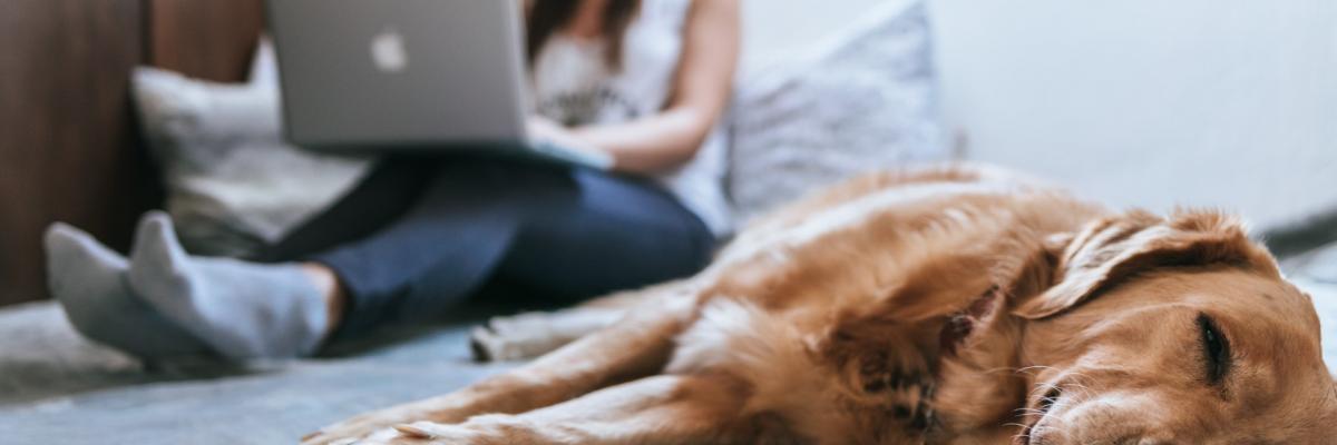 home-pet.jpg