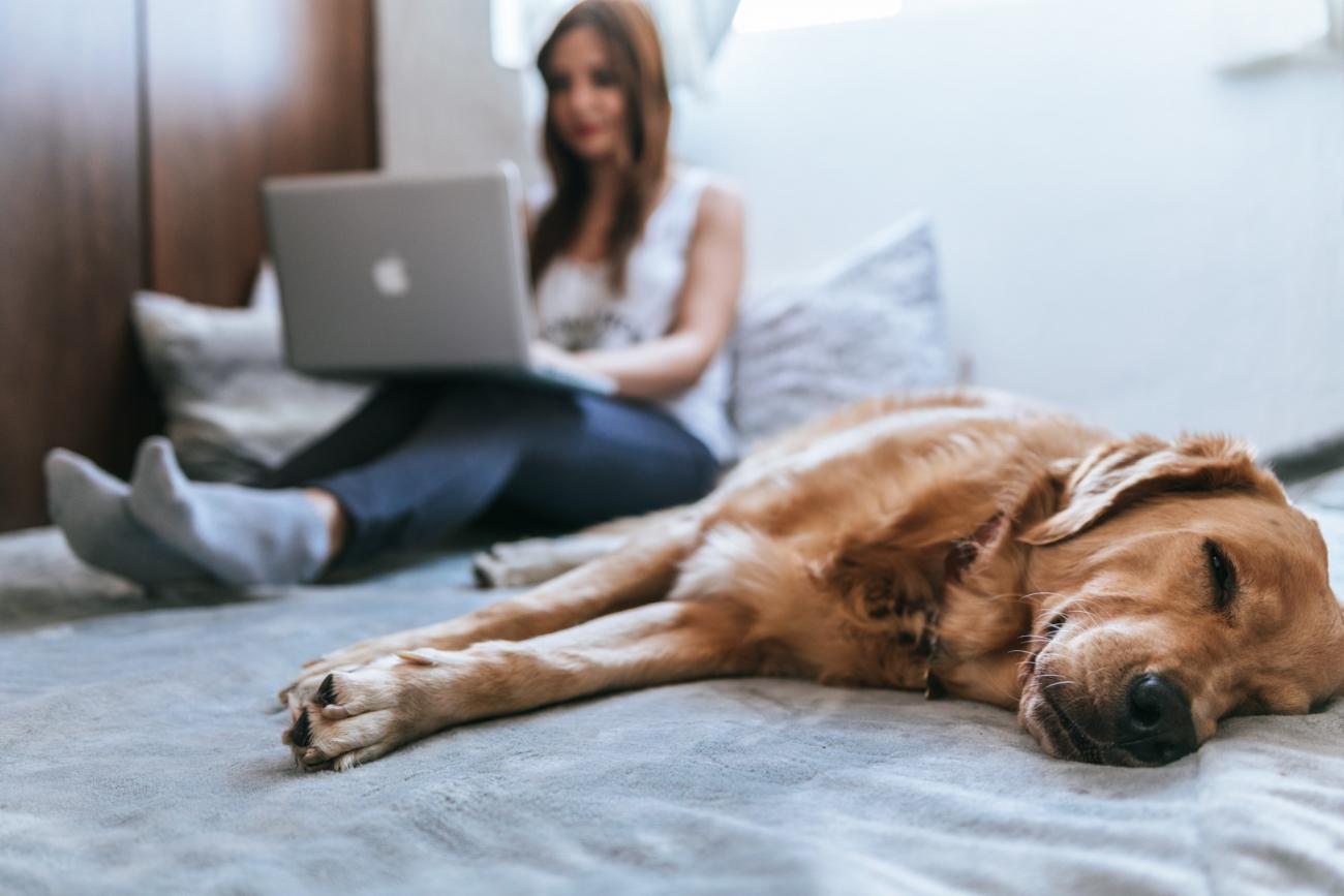 home-pet.jpg