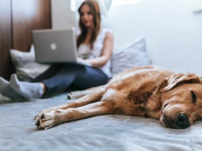 home-pet.jpg
